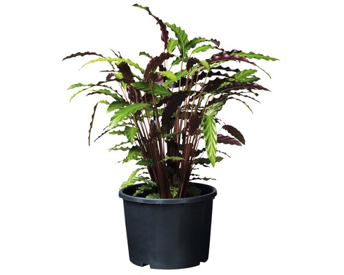 Calathea rufibarba plant in een pot