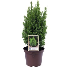 FLORASELF® Dwergcipres Chamaecyparis lawsonianana 'Ellewoodi Goud' potmaat Ø17 cm