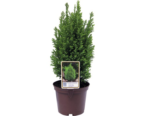 FLORASELF® Dwergcipres Chamaecyparis lawsonianana 'Ellewoodi Goud' potmaat Ø17 cm