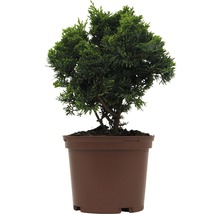 Cipres in pot