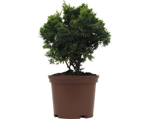 FLORASELF® Schijncypres Chamaecyparis obtusa 'Nana Grarcilis' potmaat Ø17 cm Cipres in pot