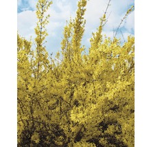 Forsythia met gele bloemen tegen een blauwe lucht