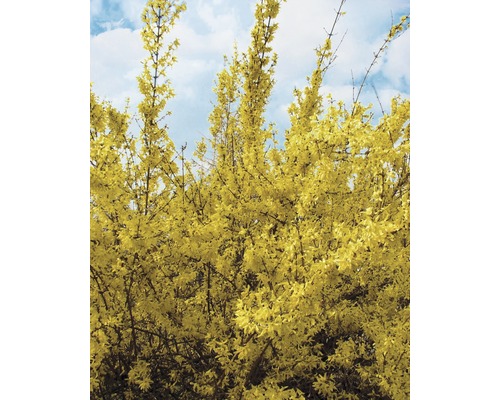 Forsythia met gele bloemen tegen een blauwe lucht