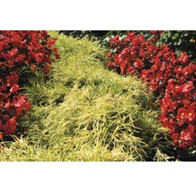 FLORASELF® Dwergcipres Chamaecyparis lawsonianana 'Sungold' potmaat Ø9 cm