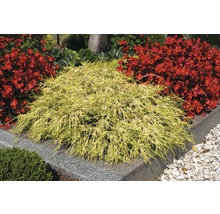 Gele cipres sierplant in de tuin