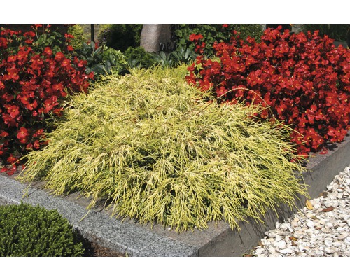 Gele cipres sierplant in de tuin