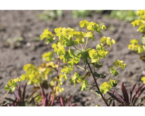 Wolfsmelk plant met gele bloemen in de tuin