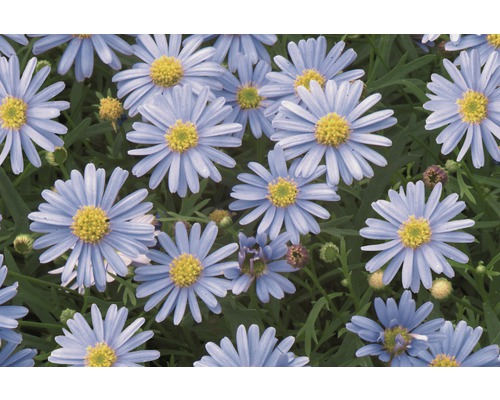 Close-up van blauwe asterbloemen met gele centra.