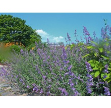 FLORASELF Grijs kattenkruid Nepeta faassenii Ø 11 cm