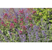 Close-up van rood en paars bloeiende tuinplanten