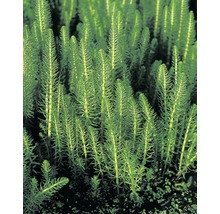 FLORASELF Lidsteng Hippuris vulgaris potmaat Ø 11 cm H 15-20 cm