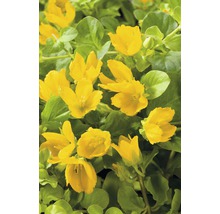 FLORASELF Wederik Lysimachia numularia potmaat Ø 9 cm H 5-10 cm