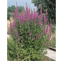 Bloeiende kattenstaartplant in de tuin.