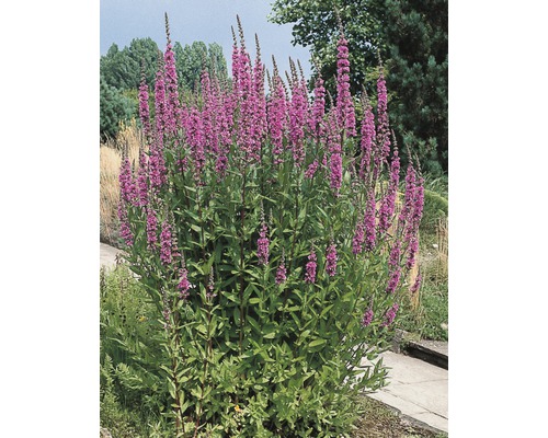 Bloeiende kattenstaartplant in de tuin.