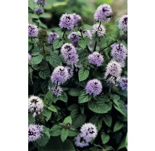 Close-up van kransbladmunt met paarse bloemen