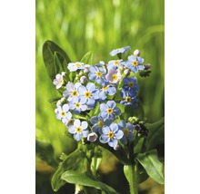 FLORASELF Vergeet mij nietje Myosotis palustris potmaat Ø 9 cm H 10-20 cm