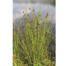 Bundel waterplanten aan de oever