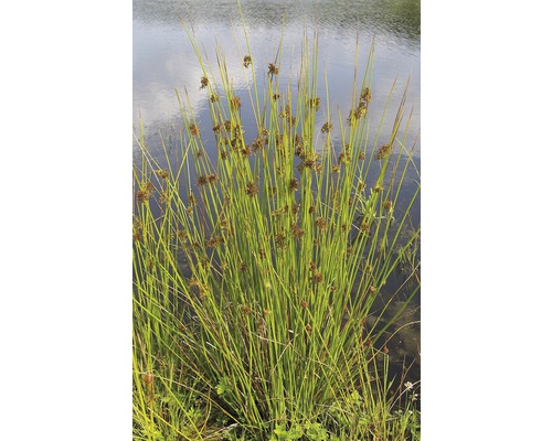 Bundel waterplanten aan de oever