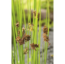 Close-up van Juncus inflexus, ook bekend als pitrus.