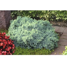 Jeneverbesstruik in de tuinborder