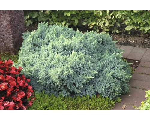 Jeneverbesstruik in de tuinborder