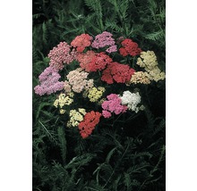 Duizendblad met veelkleurige bloemhoofden in tinten rood, roze, geel en wit.
