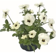 Pot met witte viooltjes