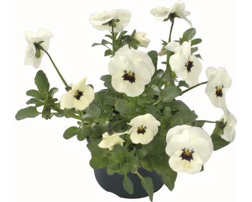 FLORASELF Viooltje Viola Cornuta mix kleuren per 6 st. FLORASELF Viooltje Viola Cornuta mix kleuren per 6 st.