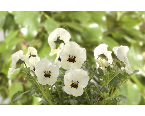 Witte viooltjes met een donker centrum