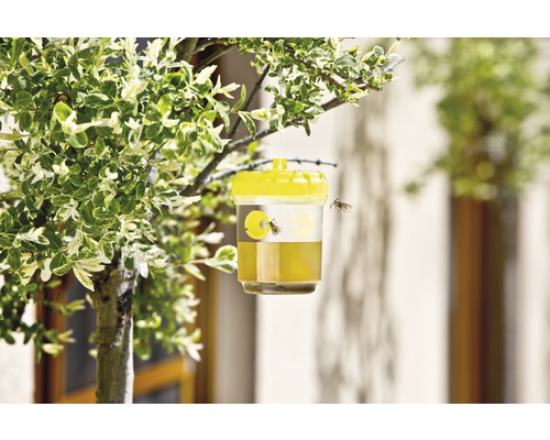Gele wespenval hangt aan een boom voor ongediertebestrijding