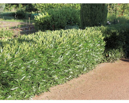 De afbeelding toont een groene laurierhaag in een tuin.