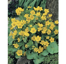 FLORASELF Gele Dotterbloem Caltha palustris potmaat Ø 18 cm H 25-40 cm