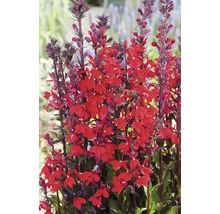Opronklobelia met rode bloemen