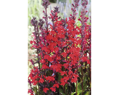 FLORASELF® Waterlobelia Lobelia Cardinalis rood potmaat Ø 18 cm