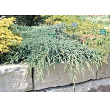 Kruipende jeneverbes in de tuinborder