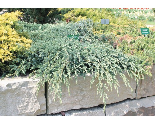 FLORASELF® Jeneverbes Juniperus 'Blue Carpet' potmaat Ø17 cm