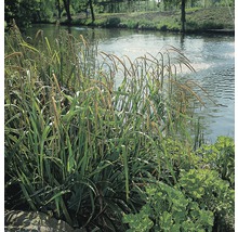 FLORASELF® Hangende zegge Carex pendula potmaat Ø17 cm