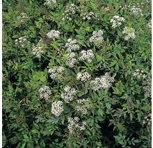 Bloeiende engelwortelplant met groene bladeren