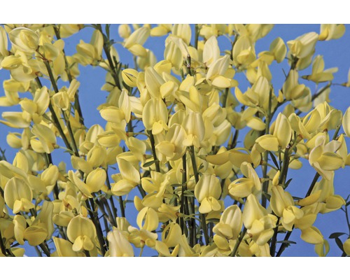 Gele bloem tegen een blauwe achtergrond