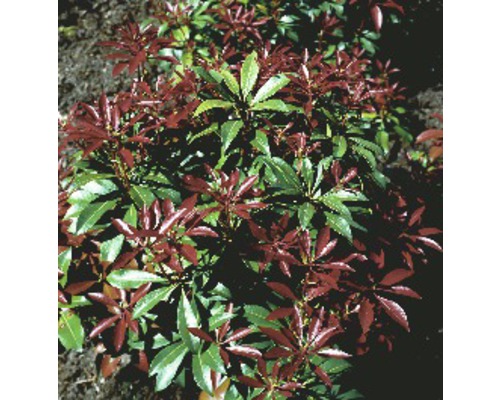Immergroene Lavendelheide struik in de tuin