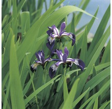 FLORASELF® Amerikaanse iris Iris Versicolor blauw potmaat Ø 18 cm