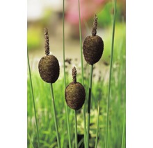 Drie bloeiende lisdodden in de tuin