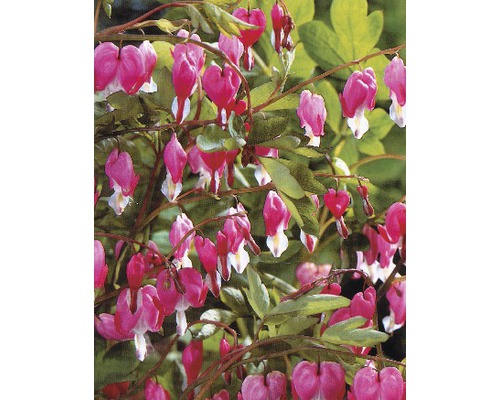 Bloedend hart bloeit met hartvormige bloemen