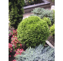 Scene met verschillende sierstruiken in de tuin