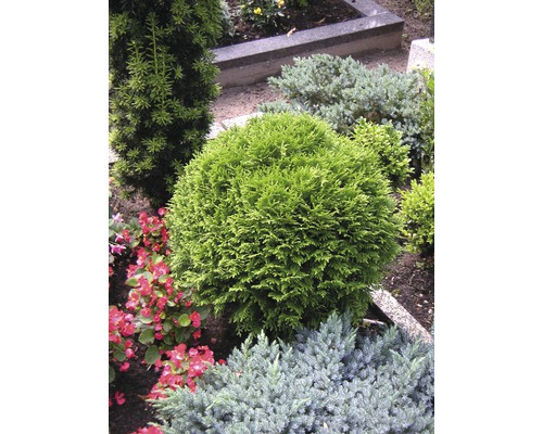 Scene met verschillende sierstruiken in de tuin