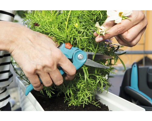 Een persoon snoeit groene planten in een plantenbak met een snoeischaar.