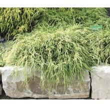 FLORASELF® Japanse Cypres Chamaecyparis pisifera 'Filifera Nana' potmaat Ø21 cm