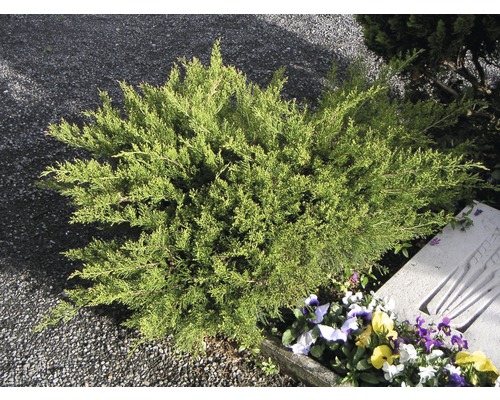 FLORASELF Jeneverbes Juniperus media Mint Julep potmaat Ø 23 cm H 30-40 cm