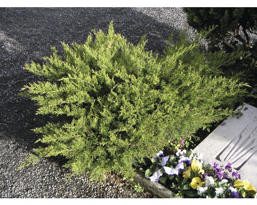 FLORASELF Jeneverbes Juniperus media Mint Julep potmaat Ø 23 cm H 30-40 cm Jeneverbesstruik in de tuin