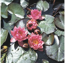 Waterlelies met bladeren in de vijver